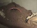 the-Suicide-Crickets
