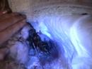 Four griffons are coming to the world - part B