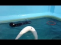 Click here to watch this video 小ラッコ12.5.20 エサを食べる