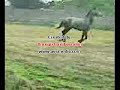 Harod en Veri�a