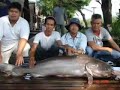 Kiwi Fishing Bangkok, Fishing Thailand Giant Mekong Catfish