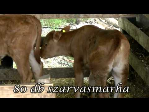 See video