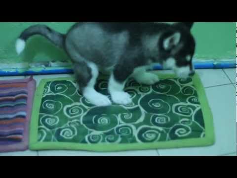 how to train husky to poop