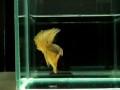 (1209-83) Skyhawk! Deep Pineapple HM male.mp4