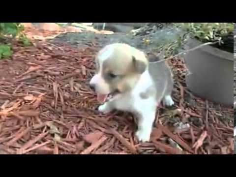 AKC Gins Red and white Girl