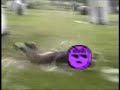 Some paintball dives