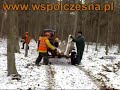 D?by wr�ci?y do puszczy