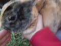 Cute Bunnys