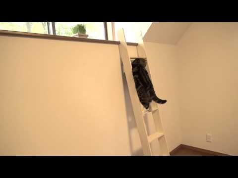 maru - 梯子を登るまる。Maru climbs the ladder. Hana cannot yet climb the ladder.