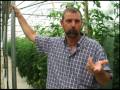 Sunburst Tomato - Eastern Carolina Organics