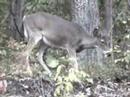 WV DEER
