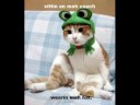 Cats life!!!