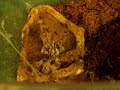 pissed off tarantula (togo starburst)
