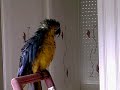 guacamayo hablando guacamayo hablando