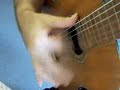 Flamenco guitar lesson - 3 stroke rasgueado - ami