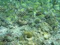 Convict Tangs Bandos Maldives 2008 Convict Tangs Bandos Maldives 2008