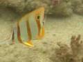 Long beaked butterflyfish