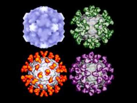 how to treat rhinovirus