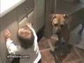 This dog is good with children