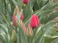Skagit Valley Tulip Festival 2008