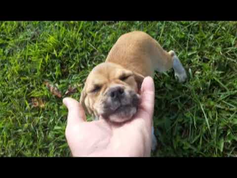 Amelia the famous Puggle playing in the yard on a fine Kentucky afternoon