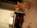 Cats can jump