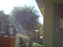 Joe Pullaro Inc. Tree Trimming