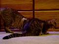 Training-1---Tygo-Learns-His-Name