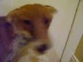 Pet Fox 7 Pet Fox 7