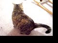 Edith VS the Stink Bug - Part 4 Edith VS the Stink Bug - Part 4
