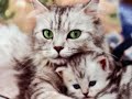 STOP ANIMAL ABUSE AND CRUELTY