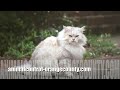 Animal Removal Los Angeles | ...