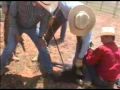 Castrating a calf @Buster's