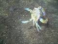 videos de Blue Crab, Three Sisters Spring, Florida