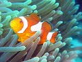 APES Biome Project- Coral Reefs