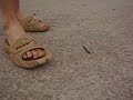 Crazy millipedes in Angola freak out