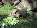 Action at the Zoo