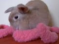 Una with her pink floppy bunny Una with her pink floppy bunny