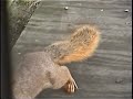 Crazy Squirels Crazy Squirels