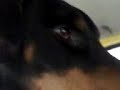 ares