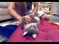 cat massage