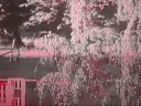 Tila & Chaz - Showjumping Video
