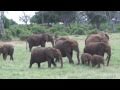 Baby elephants playing, very cute funny!!!! African Safari Tsavo East Kenya