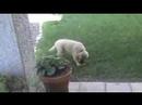 Rowdy the Golden Retriever Puppy