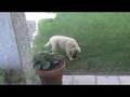 Golden Retriever video