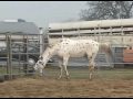 Wapiti Sundance Club - SOLD!