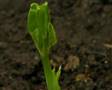 Pea plant development