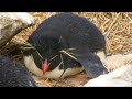 Destination Unknown  New Island, Falkland Islands