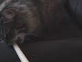 My Cat Plays Rockband!