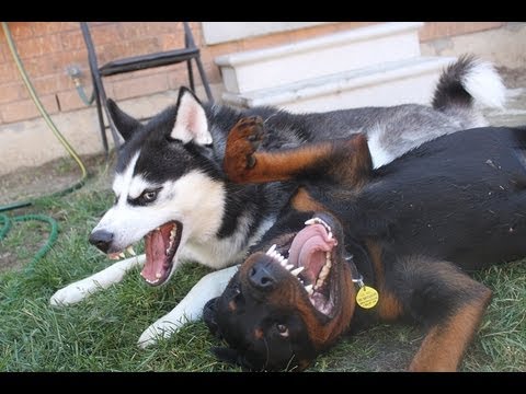 siberian husky